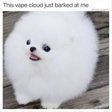 40 Funny Memes Clean Very Funny Animal Memes Funny Animal Memes Animal Memes Funny Dog Memes