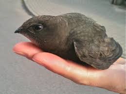 Результат пошуку зображень за запитом "стриж"