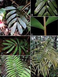 Image result for Zamiaceae