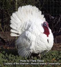 Pin On Heritage Poultry