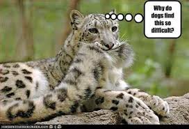 Snow Leopard Ponders An Important Question Animal Captions Funny Animals Funny Animal Memes