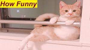 Top 10 Funniest Cat S Sitting Style Ever Cat Sits Like A Human Funny Cats Cat Sitting Funny Cats
