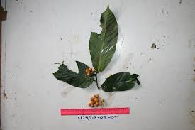 Image result for Uvaria laurentii