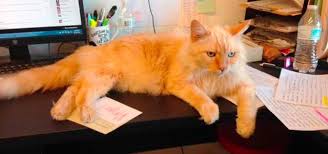 Listed below are pets for adoption in surprise az. Sun Cities 4 Paws Rescue Inc A No Kill Shelter And Rescue Organization For Cats Kittens