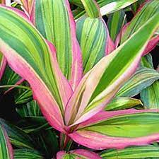 Rainbow Cordyline Kiwi Hawiian Ti Plant Zones 9 12 Bright Light Full Sun Plants Unusual Plants Trees To Plant