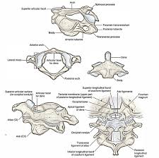 So the joint between them of course is called the atlanto occipital joint. Easy Notes On Craniovertebral Joints Learn In Just 3 Minutes Earth S Lab