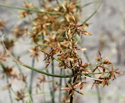 Image result for Cyperus haspan