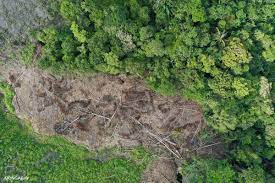 Regrowth After Deforestation