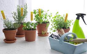 Planting a diy vertical indoor gardening system to grow vegetables and herbs is simple. Tips On How To Grow A Vegetable Garden In Dubai Mybayut