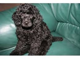 The cheapest offer starts at £1,200. Miniature Poodle Puppies For Sale