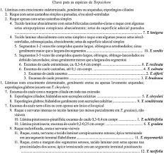 Image result for Zygophlebia villosissima