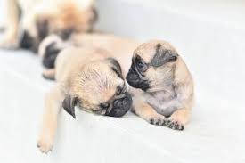 Pug puppies for adoption in maine. How Much Does A Pug Cost Puppy Prices And Expenses