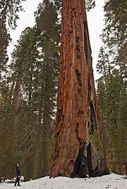 We have a 40' motorhome and will not be towing a car. Sequoia Nationalpark Und Kings Canyon Nationalpark Wikipedia