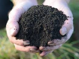 Preparing the soil for blueberries to start the blueberries plant composting method, you should prepare the soil in your garden. Field Compost