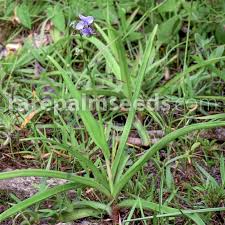 Image result for Murdannia