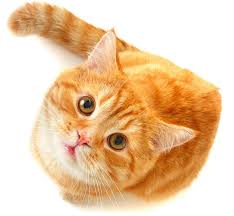 Discover images and videos about cute cat from all over the world on we heart it. Download Cute Cat Png Free Download Orange Cat Png Png Image With No Background Pngkey Com