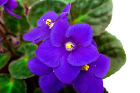 However, don't use them on their own since the results may not be great. How To Fertilize African Violets Repotme