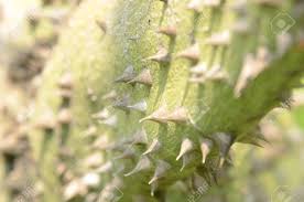 The following 63 files are in this category, out of 63 total. Ceiba Speciosa Silk Floss Tree Trunk And Characteristic Bark With Thick Wooden Conic Prickles Emerging From The Trunk Stock Photo Picture And Royalty Free Image Image 97804193
