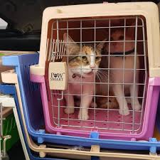 State department foreign service offices. Pet Transport Via Furexpress Domestically In The Philippines Ridvan Baluyos