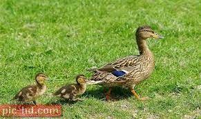 صور بط البلقيش اجمل صور لبط البلقيش ومعلومات عنه british wildlife surrey england wood ducks