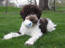Lagotto Romagnolo The Italian Truffle Mushroom Hunting Dog Hypoallergenic Dog Breed Rare Dog Breeds Animal Photography Dogs