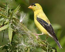 Those include female summer tanagers and female scarlet tanagers List Of Birds Of Massachusetts Wikipedia