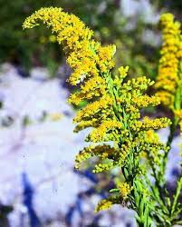 Seaside Goldenrod Florida Natives Seeds Pine Forest Fruit And Flower Farm North Fort Myers Fl Forest Fruits Flower Farm Florida Flowers