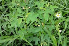 Image result for Oxalis barrelieri