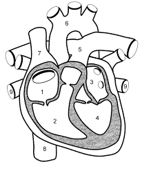 This is a quiz called label the model human cell and was created by member mr. Pin On Anatomy