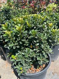 Image result for Rhaphiolepis umbellata