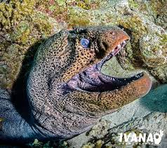 Moray stands for multi operational requirement affected yield, the submarine is of a modular design. Master Of The Coral Reef The Giant Moray Eel Mares Scuba Diving Blog