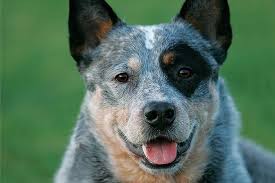On our standard size heelers). Australian Cattle Dog Dog Breed Information