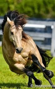 Soda had this buckskin horse, only it wasn't his. 31 Quarter Horse Colors Ideas Quarter Horse Horse Coloring Pretty Horses