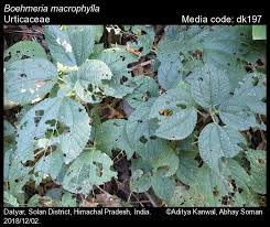 Image result for Boehmeria macrophylla
