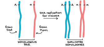 Maybe you would like to learn more about one of these? Genetic Linkage Mapping Article Khan Academy