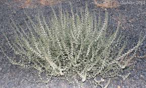 Image result for Salsola