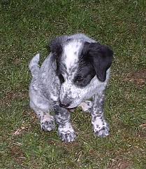 It's also free to list your available puppies and litters on our site. Bluetick Coonhound Puppies Breeders Coonhounds
