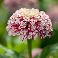 We are a amazon affiliate which means we may receive a small portion from links on this page if you click. Zinnia Pop Art White Red A Leading Supplier Of Vegetable Seeds In Essex Uk Grow Your Own Vegetable Seeds Kingsseeds Com