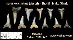 In addition to its flesh, fins, oil, liver, and cartilage, its jaws and teeth are decorative objects and even trophies. Fossilguy Com Mako Isurus Shark Facts And Information Including Evolution And Fossil Species