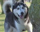 Types of Husky Dogs | Cuteness