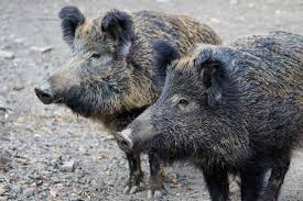 Wildschweine Aus Dem Garten Vertreiben Nachgeharkt