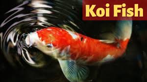 Actually, any dead fish gets limed at the farm to keep it from stinking. Koi Fish Cyprinus Rubrofuscus Care And Pond Guide Youtube