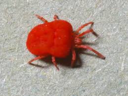 You see them every once in awhile crawling across the back of your hand, or on the kitchen countertop. How To Get Rid Of Chiggers In Your Yard