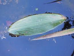 Image result for Potamogeton richardii