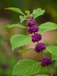 One of these, the red twig dogwood (cornus sericea. Callicarpa Americana American Beautyberry Native Plants Of North America