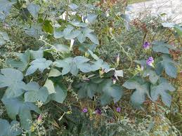 Image result for Astripomoea grantii