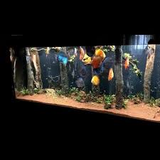 Entering The Discus Fish Fairytale Video In 2020 Aquarium Fish Fish Tank Freshwater Aquarium