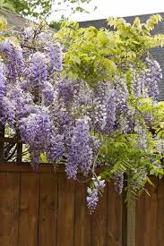 Check spelling or type a new query. Texas Purple Japanese Wisteria