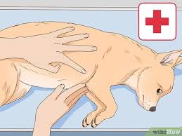 bir kopegin hamile oldugu nasil anlasilir wikihow