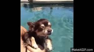 Weitere ideen zu gif lustig tiere, lustige tiere, lustig. Lustige Tiere Zum Totlachen Tiere Videos On Make A Gif